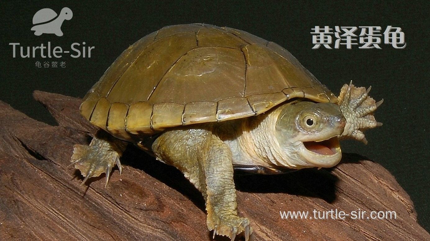 十大智商最高的龟（常见的宠物龟智商排名）