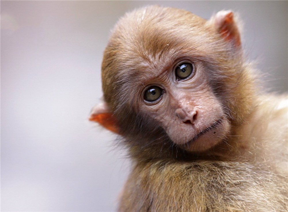 作为灵性第一的动物-作为灵性第一的动物是 - 114知识网