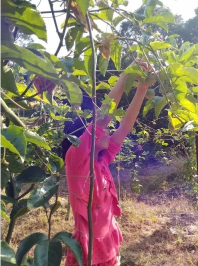 奸杀“百香果女童”因自首二审改判死缓最高法介入，母亲称一分钱没赔付，律师拟明后天递交申诉书