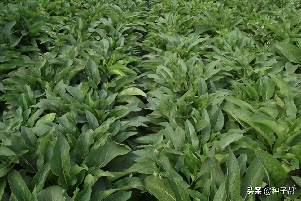 什么牧草一年四季不會枯死？它畝產(chǎn)鮮草30-40噸，種一次能用20年