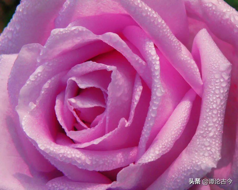 舌尖上的爱情之花：玫瑰