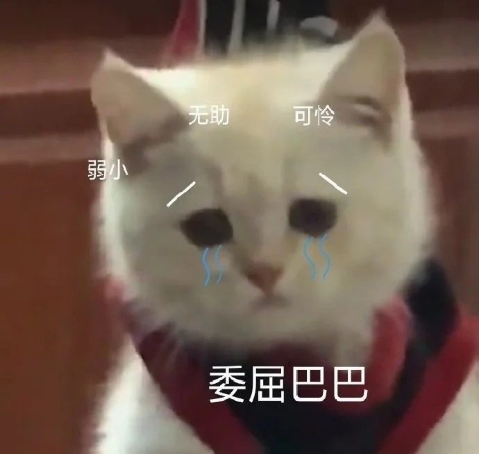 猫咪表情包合集｜我心爱的狗东西在吗？