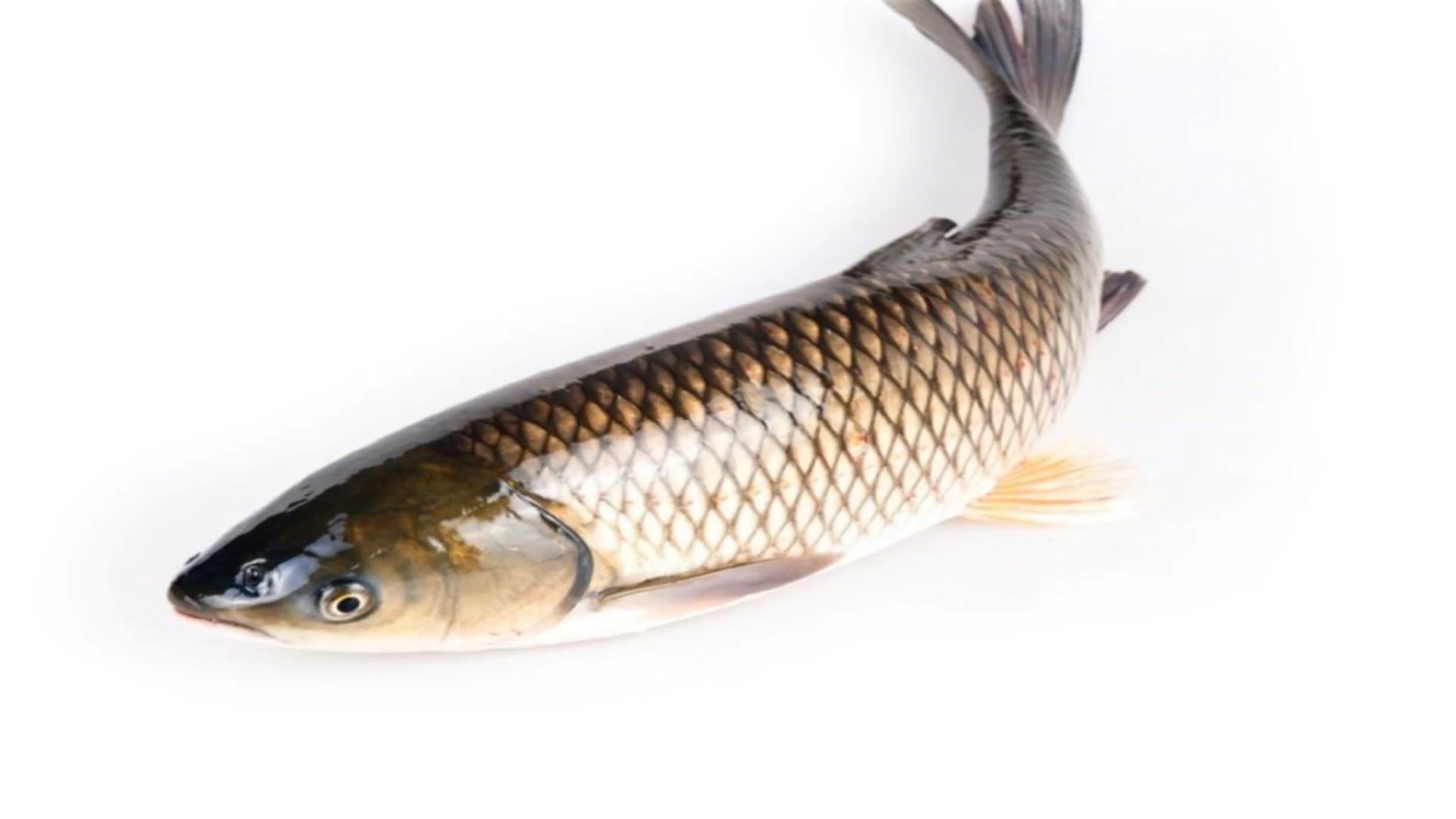 草鱼鱼腥线怎么去除