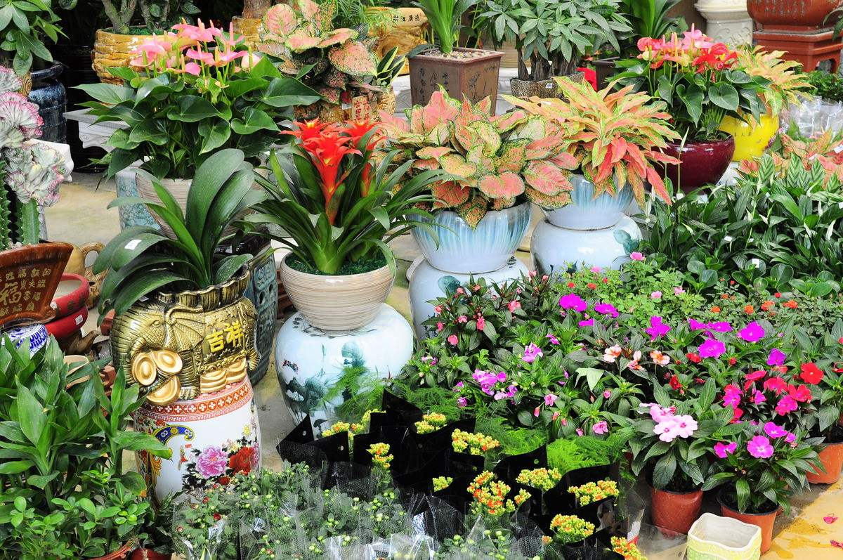 这些花最好看(什么花最好看)
