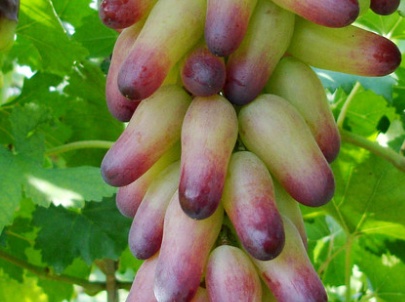 美人指葡萄种植技术