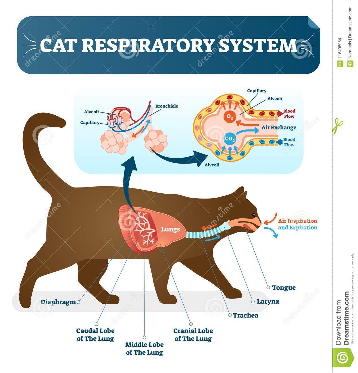 活体宠物邮寄有多残忍：宠物猫三天要多少氧气？简单计算告诉你