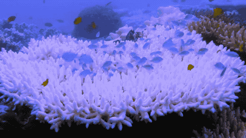 珊瑚是生物吗？珊瑚到底是动物还是植物-第15张图片