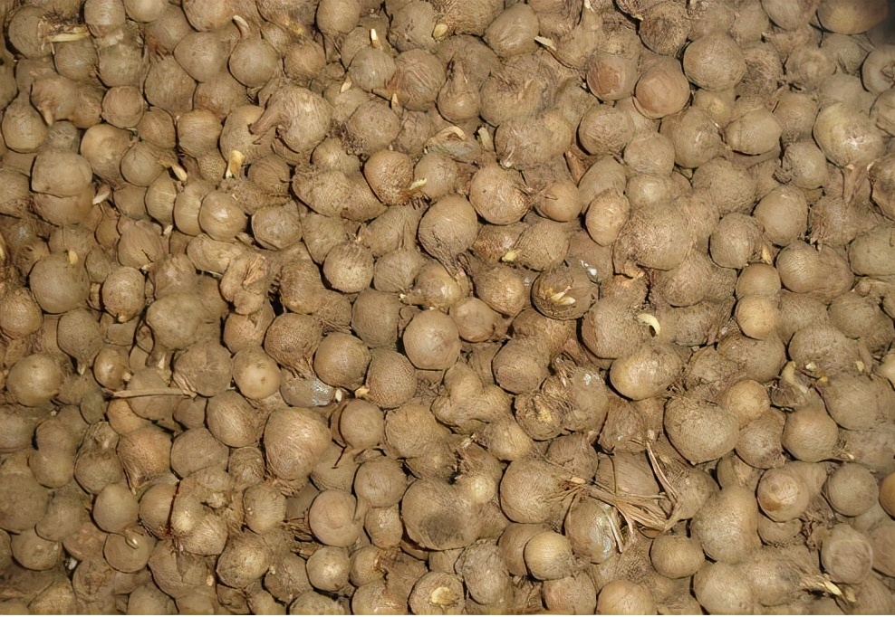 俗称麻芋子,20年前农村娃挖它挣学费,如今价格翻了几十倍没人要