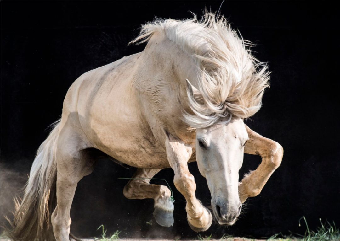 矮小的蒙古马,是如何成为蒙古帝国占领广阔草原的法宝