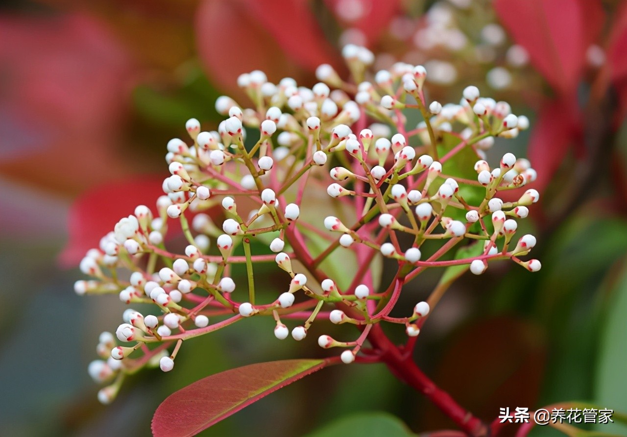 石楠花为什么叫最污花红叶石楠种家里忌讳 汽车时代网