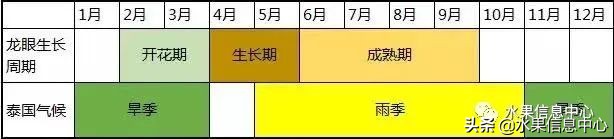 龙眼什么时候开花（泰国龙眼的等级区分标准）
