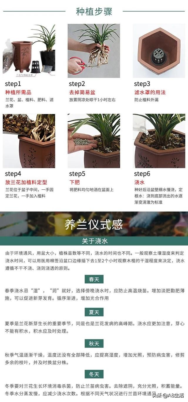 每日一品~中国兰花~春兰茗品~中华荷鼎