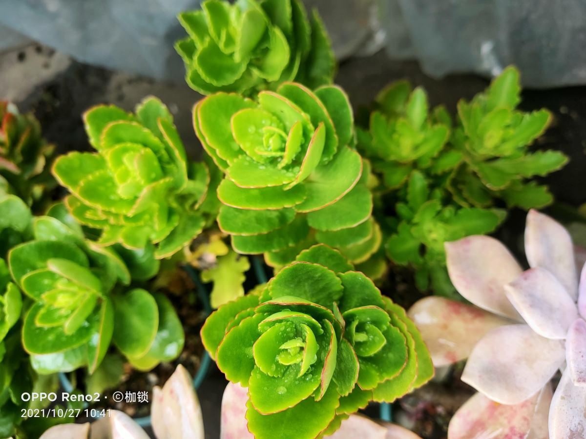 植物黄叶不一定是“病”,明白5个道理,“对症下药”才有效