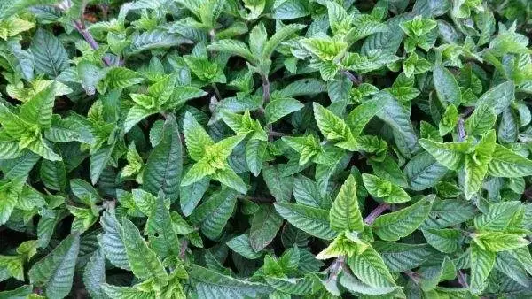 闽南和台湾的仙草,潮汕的草粿,江西的黑凉粉,用的都是同一种叫做"仙草