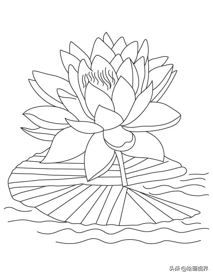 看起来很难画的画,当你掌握了其结构画法,任何画都是相通的,画莲花很