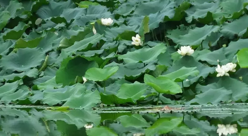 重庆看荷花的地方来啦！错过再等一年......