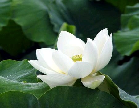 “焚琴煮鹤”，含义多多哈