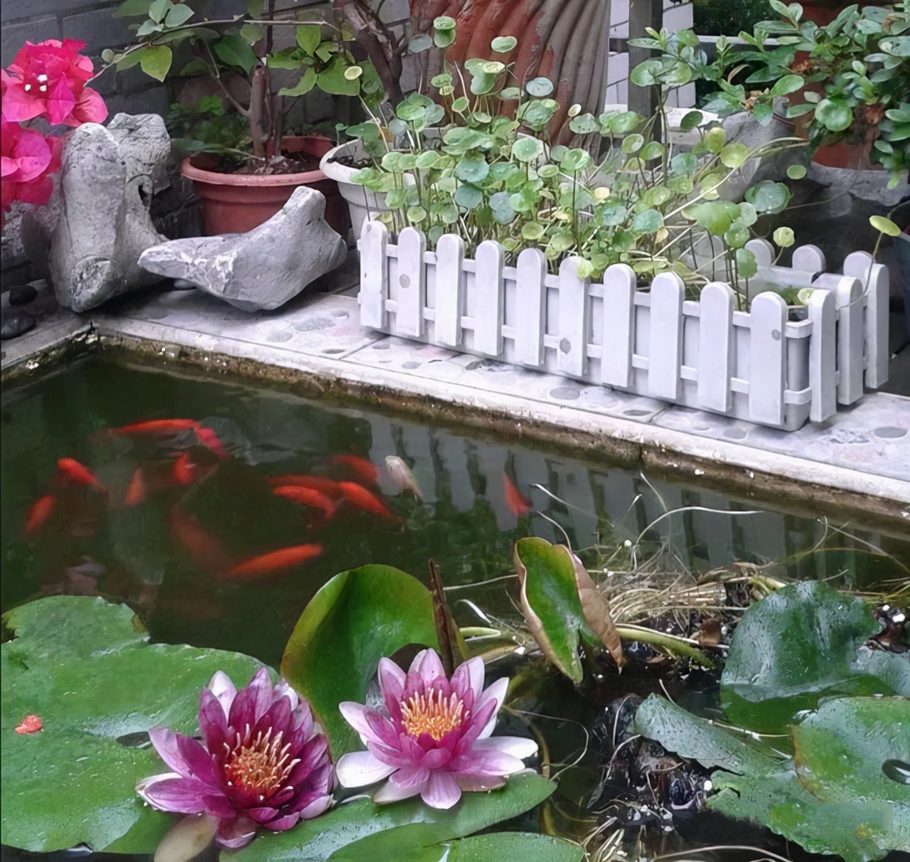 鱼池里的中国红，这样的庭院是不是爱了