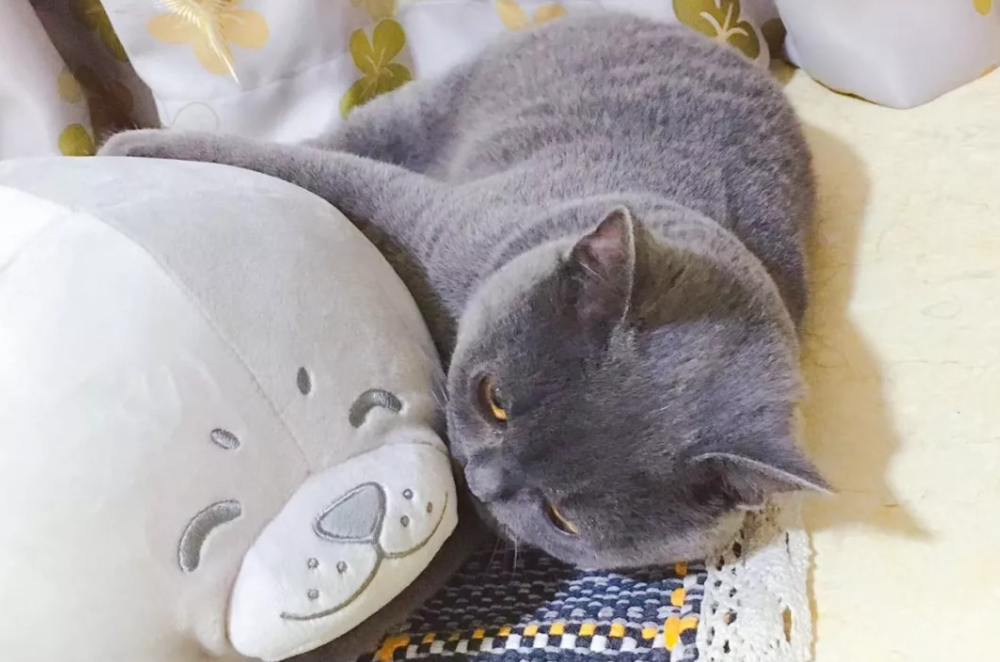 大学生在宿舍养猫被没收，学校禁止养宠物，弃养情况时有发生