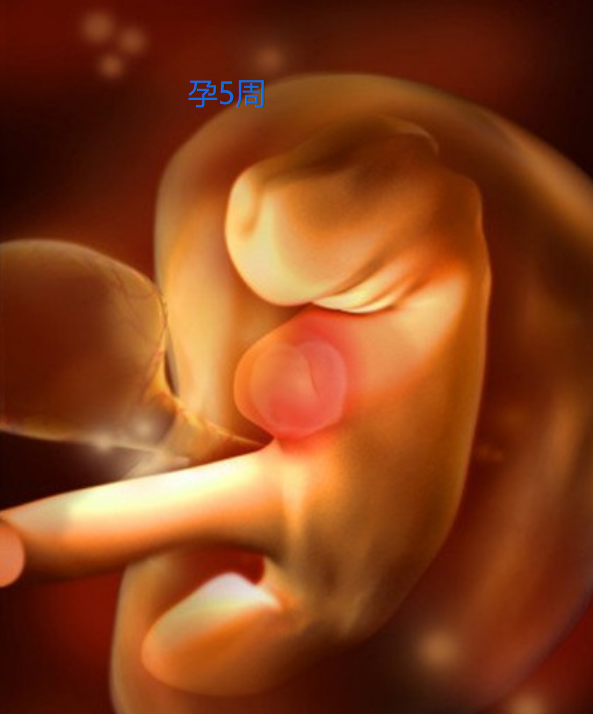 胎儿在妈妈体内如何形成？九张图带你了解生命的起源，感恩妈妈