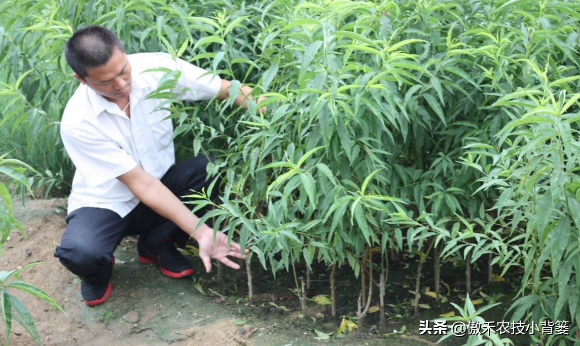 怎样嫁接桃树（嫁接桃树时机与方法简单介绍）