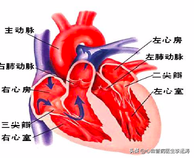 我感觉我们才是LA的心脏(请收好这份”心脏说明书“)