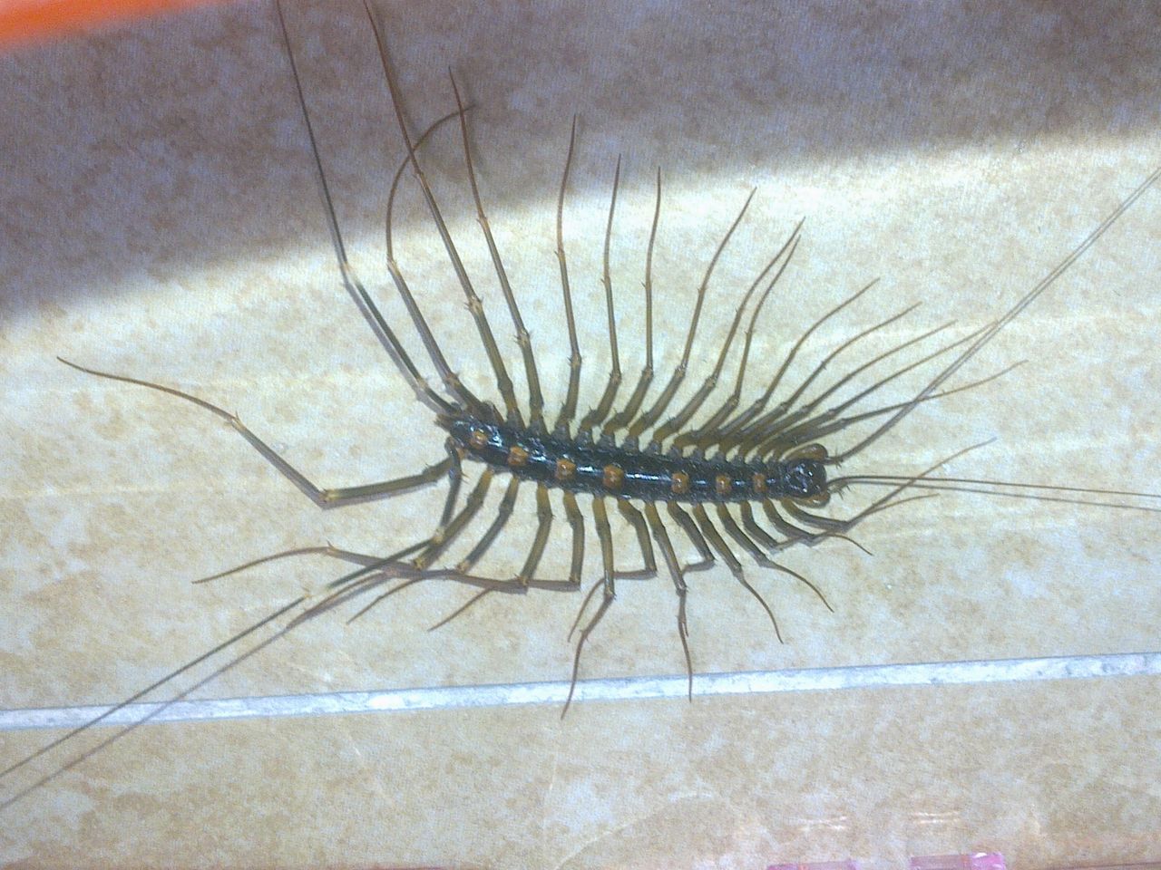 和南方大蜈蚣比,蚰蜒,蟑螂真的不足挂齿,它的独特之处不止于大