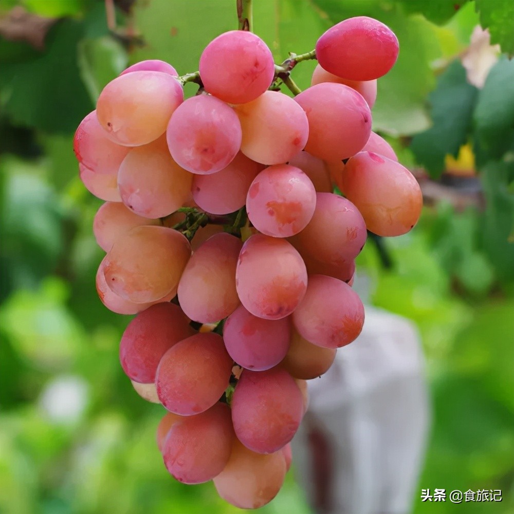 从300块钱到10元一斤,阳光玫瑰葡萄经历了什么?