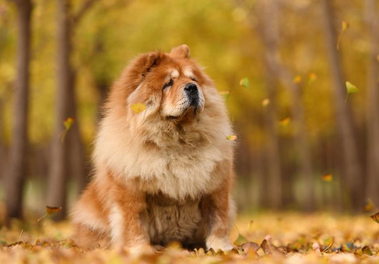 雍容的贵族——松狮犬的喂养 挑选以及美容注意事项等统统在这里