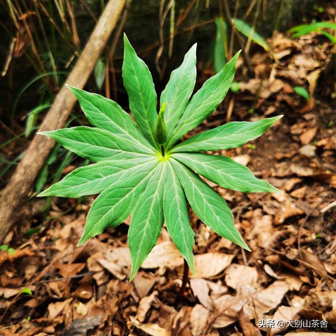 大别山采茶日记，茶季总结：茶歇犹依依，回首数峰青