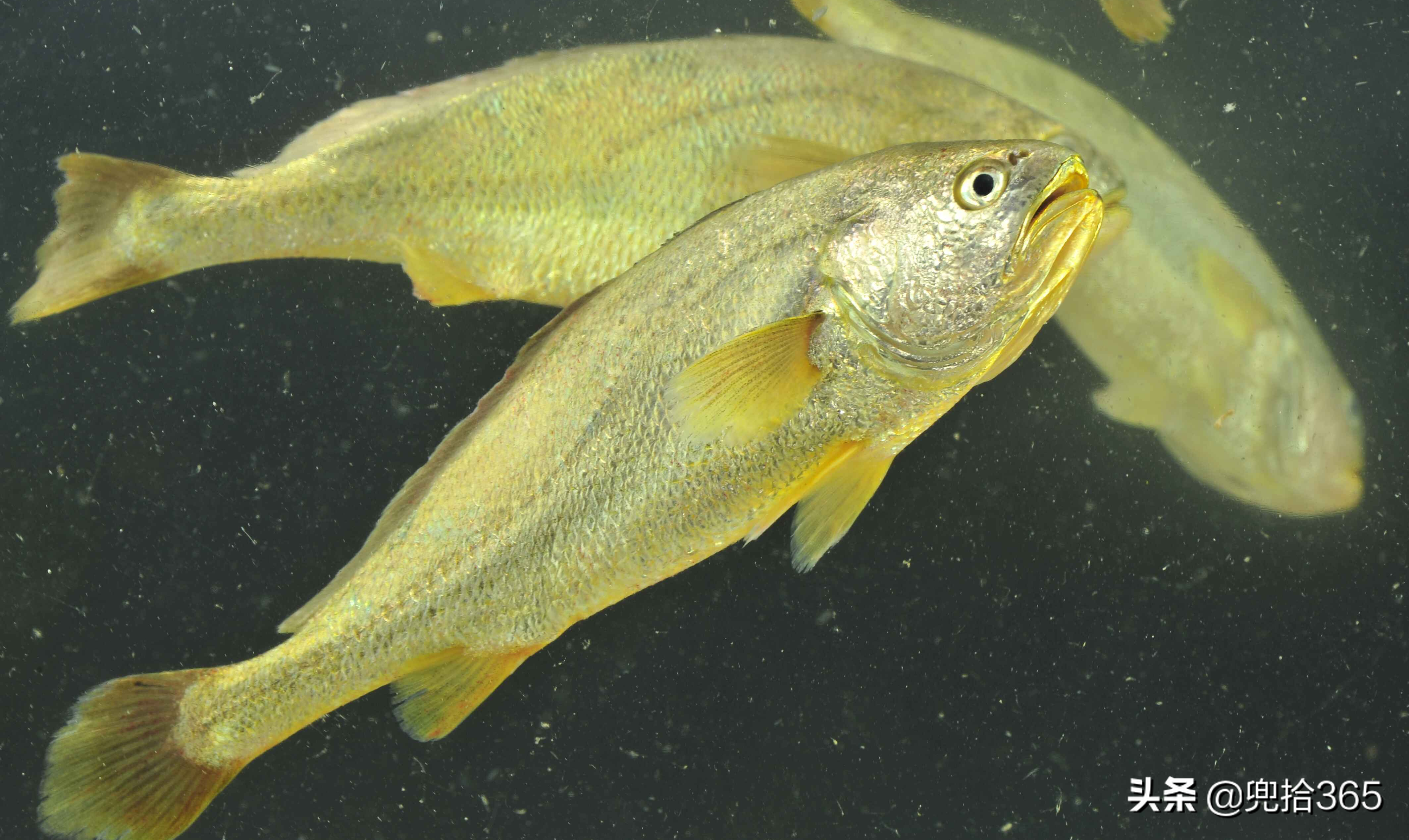 洋鱼多少钱一斤(罕见) - 价格百科