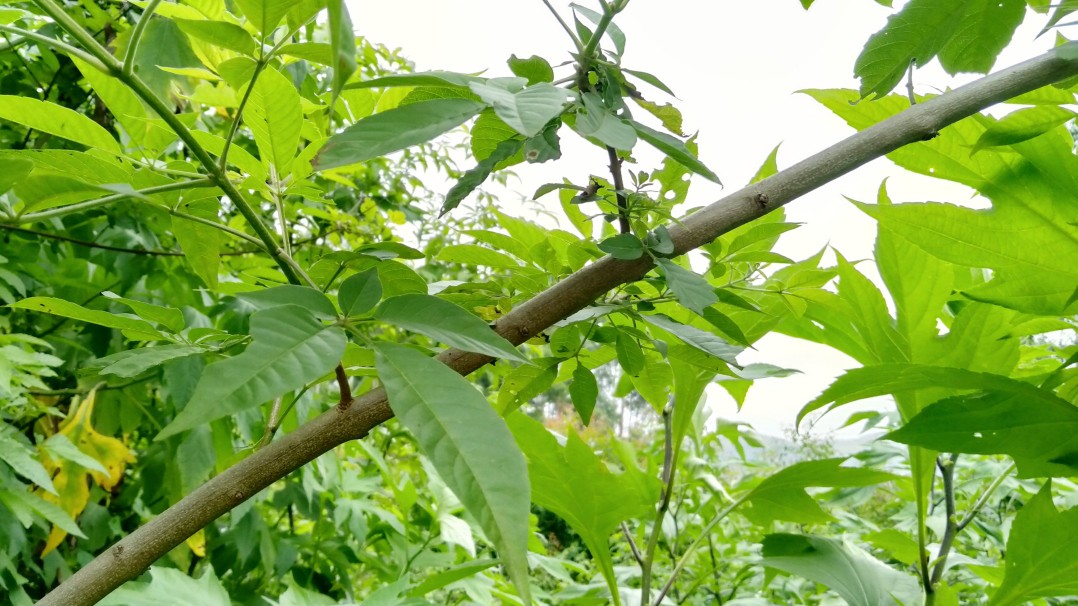 黄荆树的药用价值(生活中含有4个实用的小用途)
