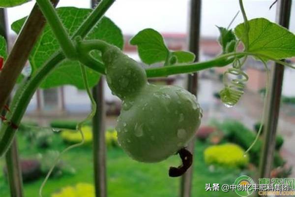 观赏葫芦种植时间和方法（阳台盆栽葫芦的方法管理技术）