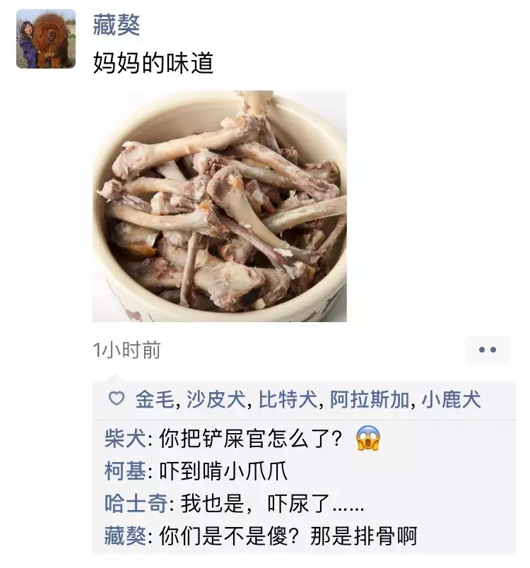 如果狗狗会发朋友圈，是什么样子？