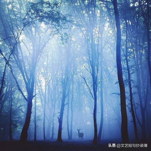 林深时见鹿，海阔始逢鲸——静谧深处的生命邂逅