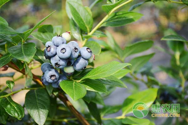 2020蓝莓多少钱一斤？蓝莓都有哪些优良好吃的品种？