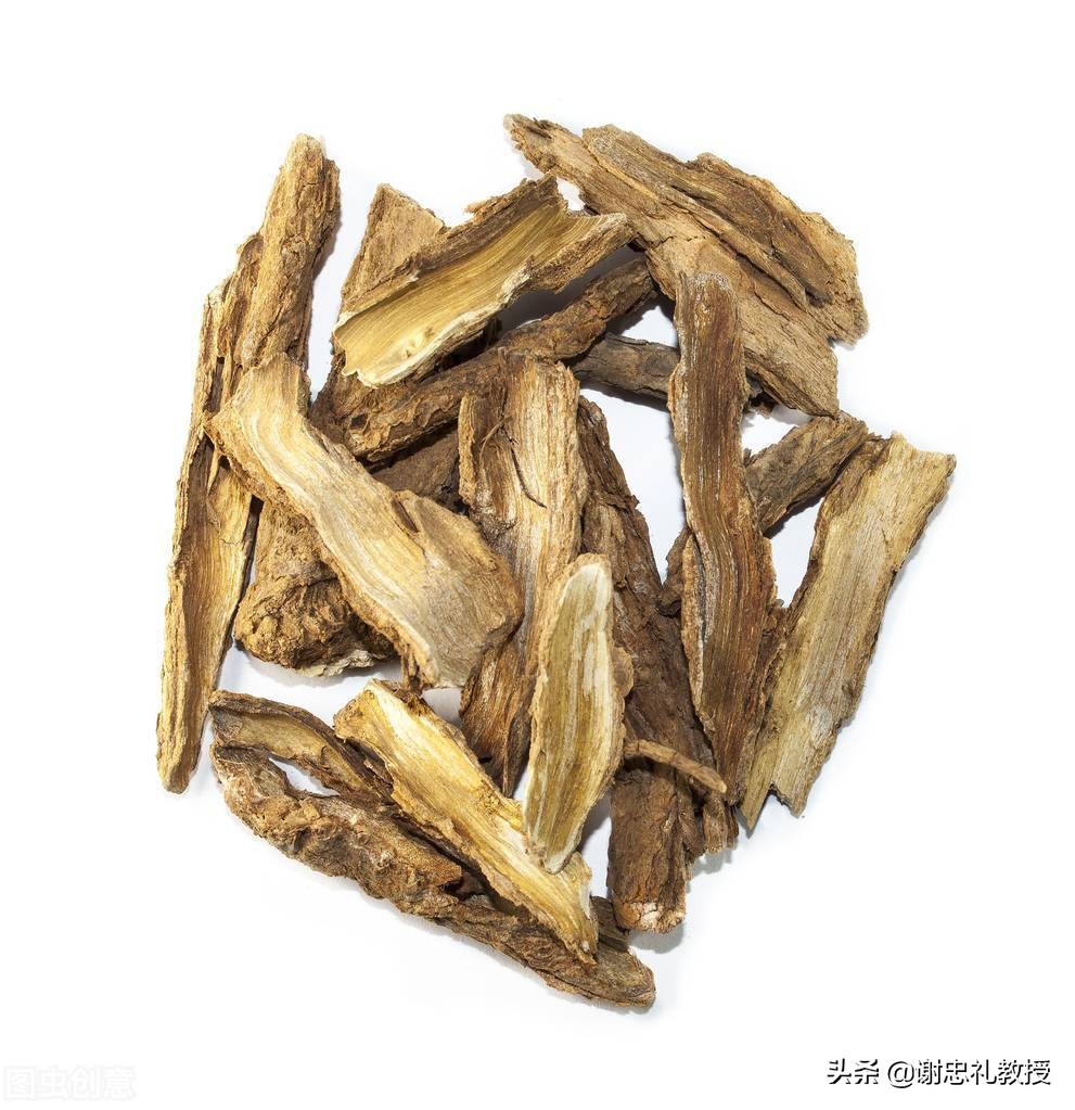 每天学一点——中药五加皮