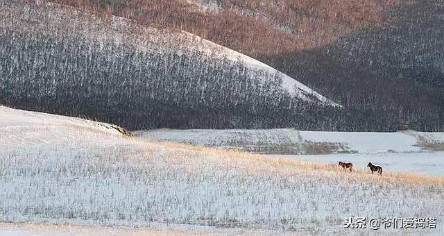 红墙，白雪，琉璃瓦，大雪压青松