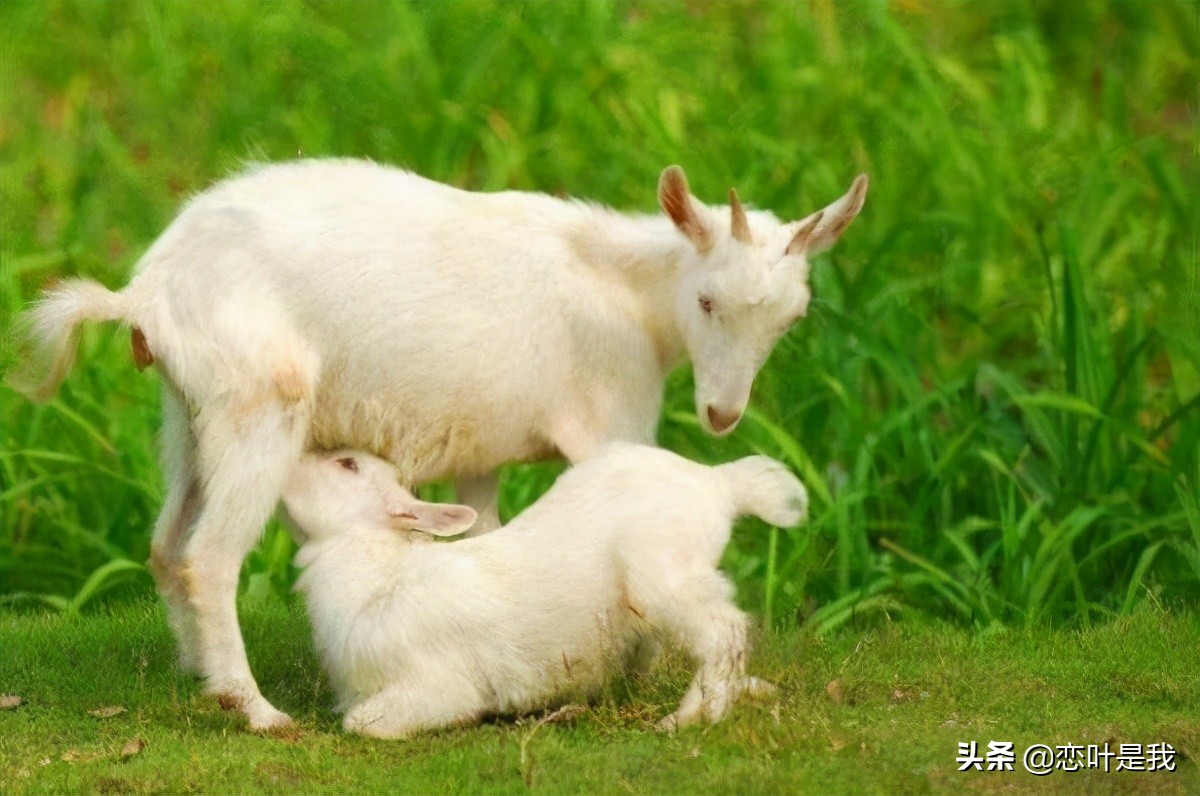 小动物孝敬妈妈的故事200字 _飞翔号