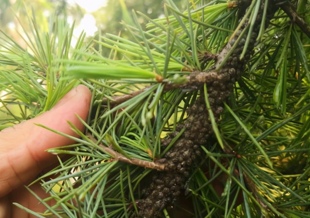 蚜虫防治用哪些药剂（常见蚜虫种类介绍及防治方案大全）