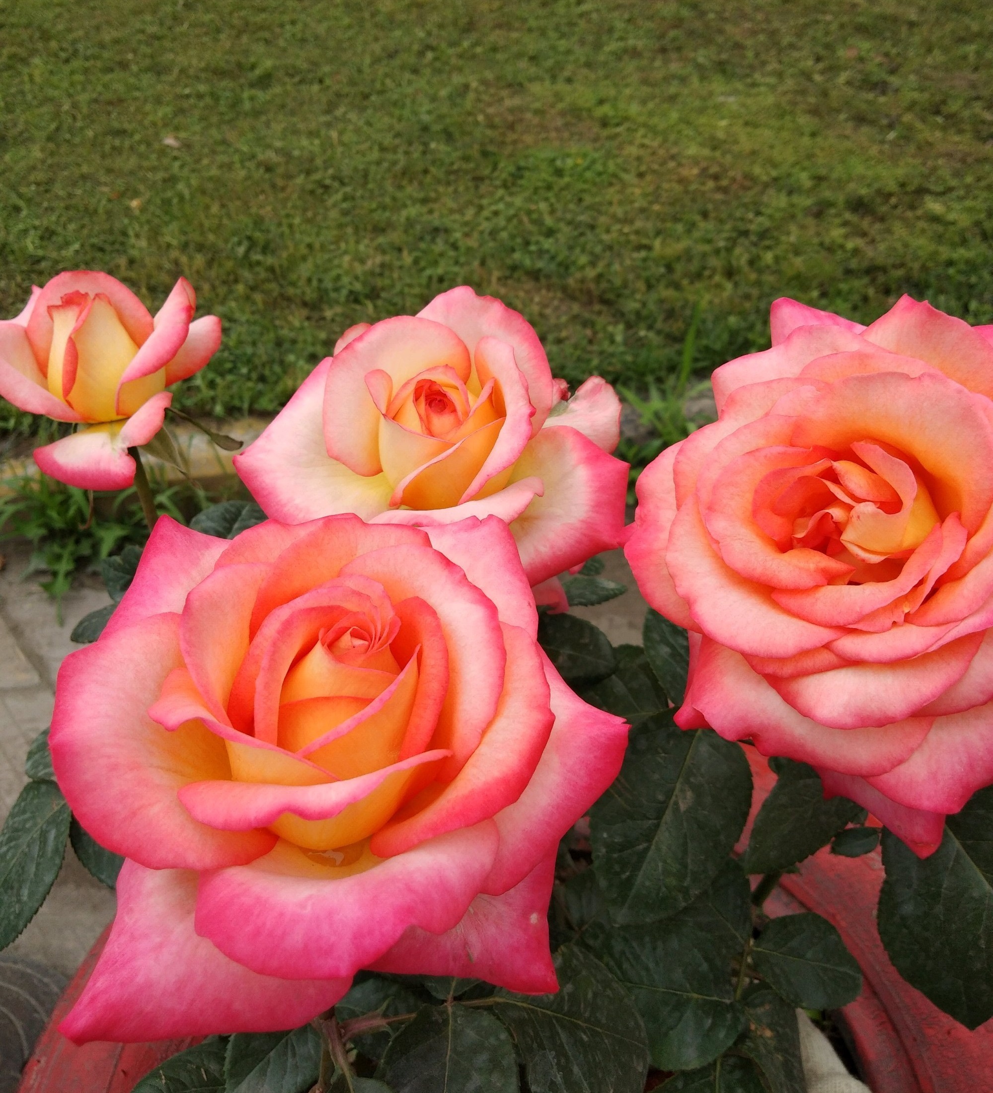 每个枝头都有花苞,特别是春天和秋天,经常开满一树,满树的大红花挂在