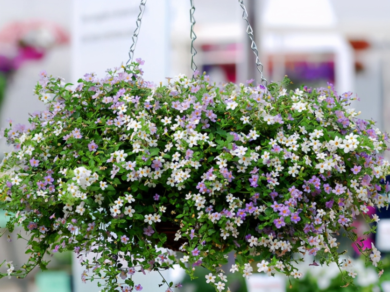 五种“垂吊花”，价格便宜花期长，吊盆养开花最美
