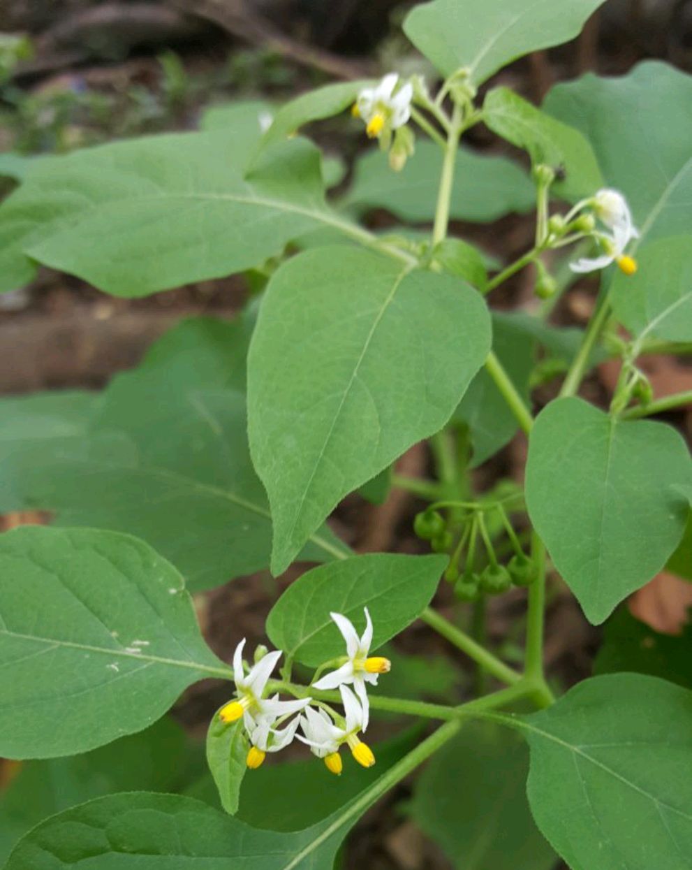 野菜大全图片及名称（图文讲解38种常见的野菜）