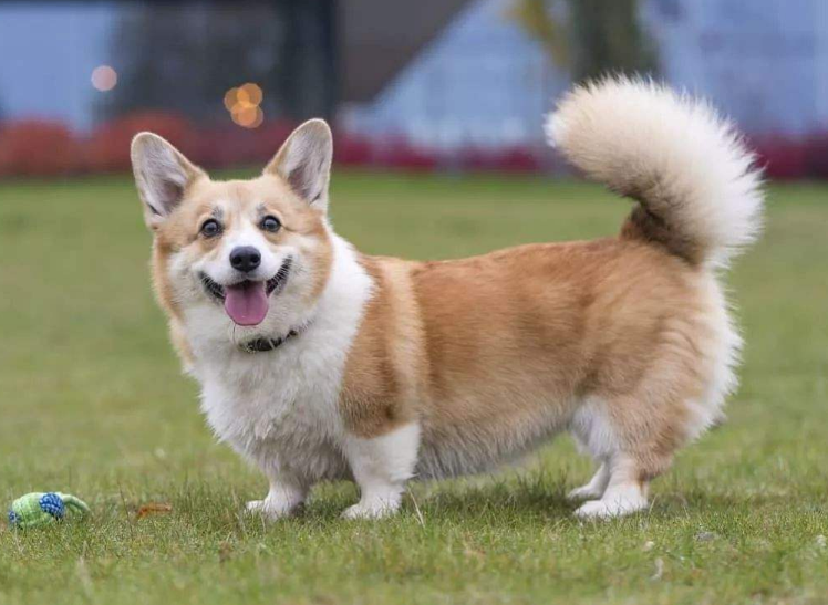 想养柯基犬？先了解清楚了，再养也不迟