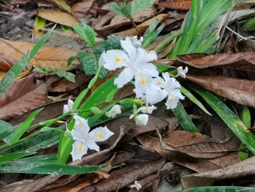白蝴蝶花,白蝴蝶花圖片