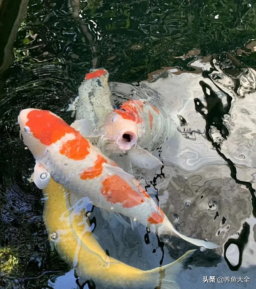 锦鲤烂鳍烂尾充血溃烂治疗办法