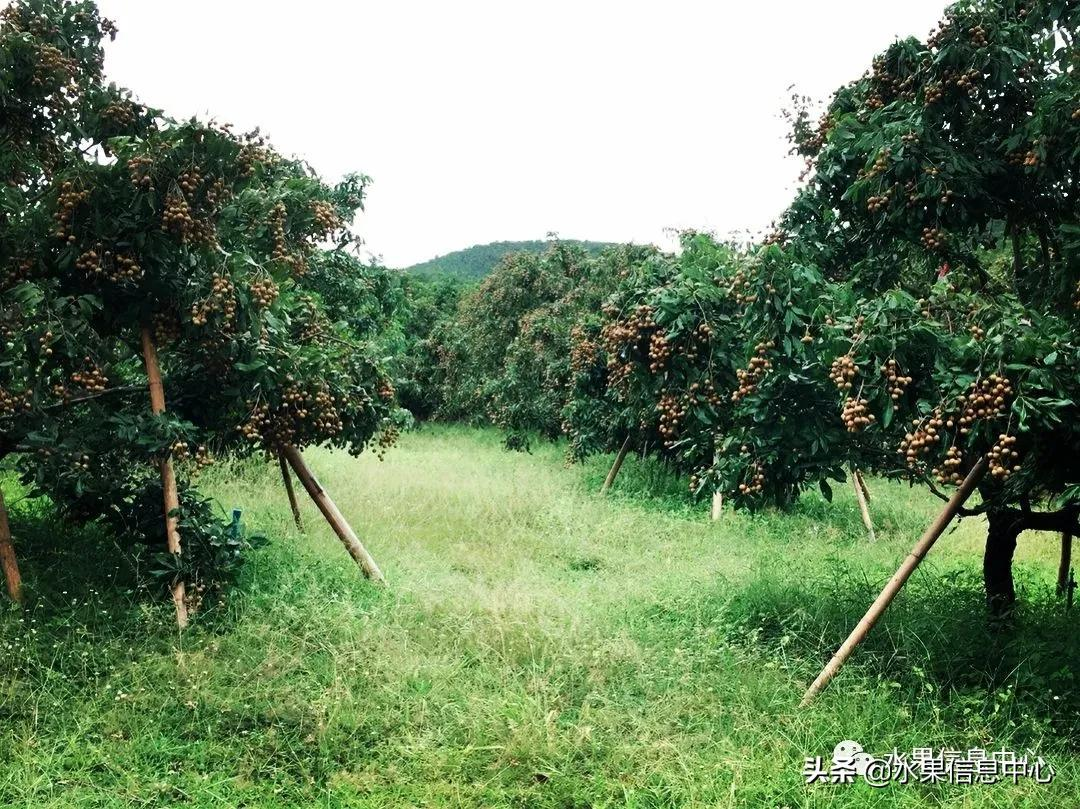 龙眼什么时候开花（泰国龙眼的等级区分标准）