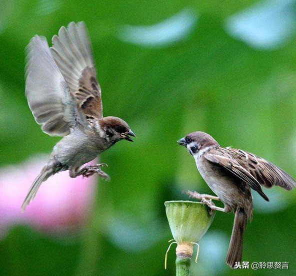 咏雀诗精选一十八首 晨起喧喧暮自栖，梦回每每当闻鸡