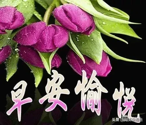 描写向日葵的句子（描写向日葵的优美语句） 第1张