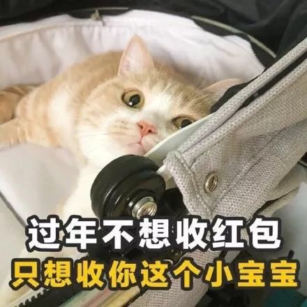 猫咪情话表情包合集 你就是有个缺点，缺点我